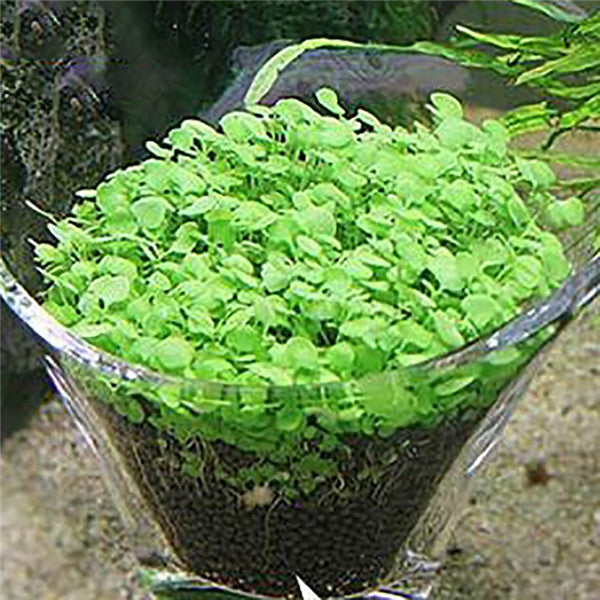 Fish Tank Aquarium Plant Seeds Aquatic Water Grass Decor Rock Lawn Garden Foreground Plant